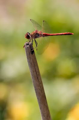 20090908__MG_1651_klein